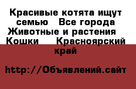 Красивые котята ищут семью - Все города Животные и растения » Кошки   . Красноярский край